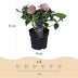 Lenzrose 'Double Ellen Pink' - 2 Pflanzen im 14cm Topf Bild 3