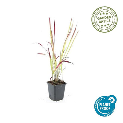 6x Japanisches Blutgras 'Red Baron' (10-25cm, Ø9cm)