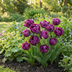 48x Tulipa Double Lilac - Gefüllte Flieder-Tulpe - Frühblüher Zwiebel 11/12 Bild 2