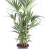 Howea Forsteriana (Kentia Palme) Ø27 cm, 120 cm hoch Bild 1