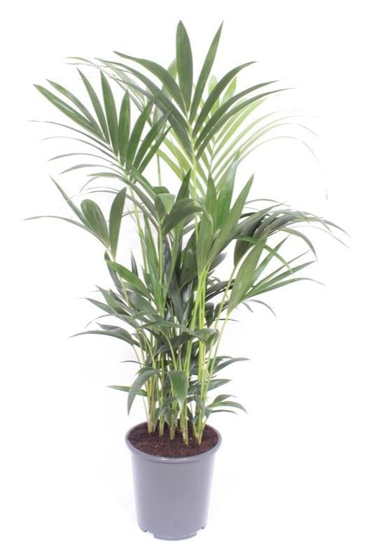 Howea Forsteriana (Kentia Palme) Ø27 cm, 120 cm hoch
