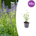 48x Anise Hyssop 'Black Adder' - Perennials for Sunny Gardens Bild 1