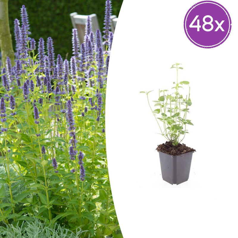 48x Anise Hyssop 'Black Adder' - Perennials for Sunny Gardens