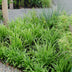 3x Carex morrowii 'Ice Dance' Ziergras, 30cm, Ø14 Bild 8