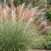 Green boutiQ - Gräser - Miscanthus sin. Morning Light - Pampasgras - Mit Feder - Silber - 6 Pflanzen - Topf 11cm - Höhe 15-25cm Bild 5