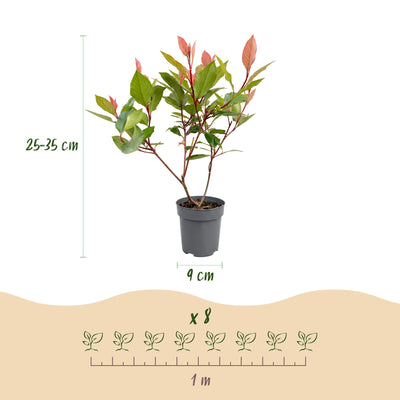 XXL Savings Bundle: 104x Green boutiQ Photinia fraseri Red Robin (Glossy Spindletree) - Evergreen Hedge Plants - Red - 25-35cm (9cm Pot)