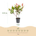 XXL Spar-Bundle: 104x Green boutiQ Photinia fraseri Red Robin (Glanzmispel) - Immergrüne Heckenpflanzen - Rot - 25-35cm (9cm Topf) Bild 2