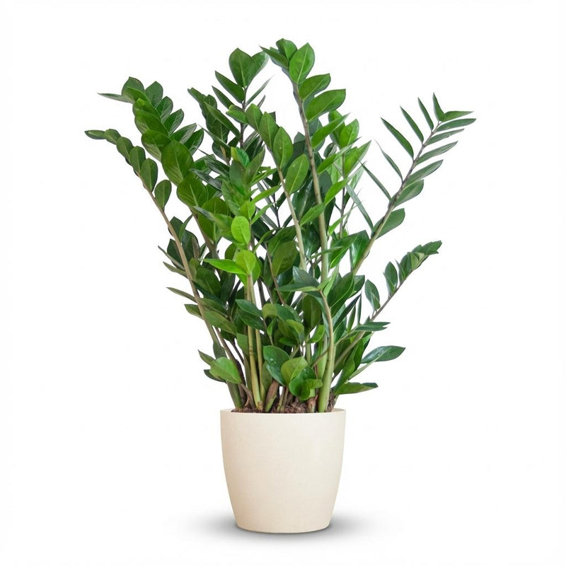 Zamioculcas Zamiifolia (ZZ-Pflanze) im weißen Topf, 80cm