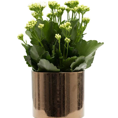 Kalanchoe White in Goldbronze Keramiktopf, Ø 12 cm