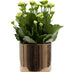 Kalanchoe White in Goldbronze Keramiktopf, Ø 12 cm Bild 1