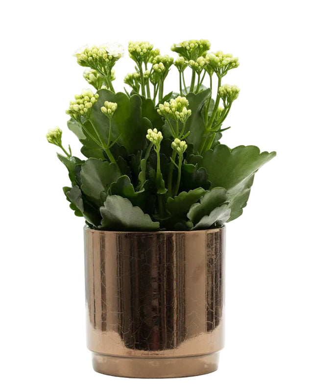 Kalanchoe White in Goldbronze Keramiktopf, Ø 12 cm