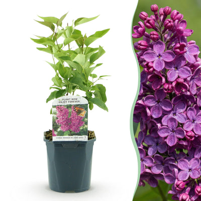 Flieder 'Ludwig Spath' - Duftende lila Blütenpracht, 1 Pflanze im 17cm Topf