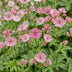 Green boutiQ - Perennial plant - Astrantia major - Masterwort - Shade - White-Pink - 24 plants - Pot 11cm - Height 15-25cm Bild 5