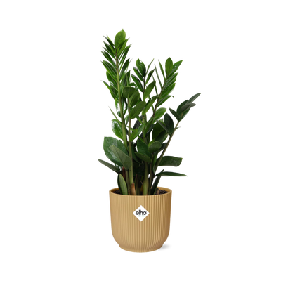 Zamioculcas (ZZ-Pflanze) - Höhe 45-50cm im gelben ELHO Topf