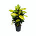 Croton Mrs. Iceton: Große Blattpracht im Ø17cm Topf, 65cm hoch Bild 1