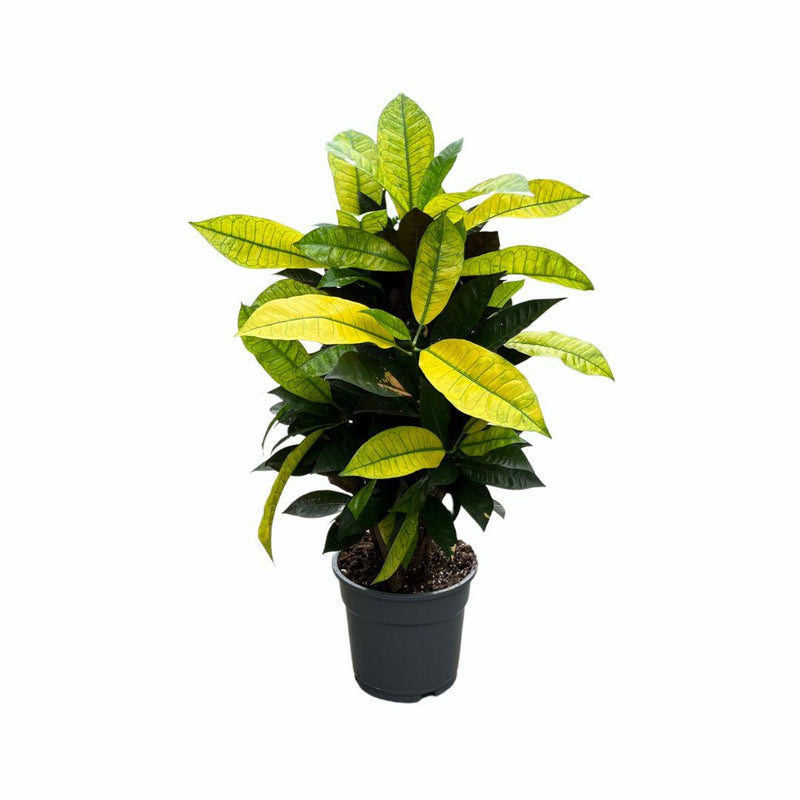Croton Mrs. Iceton: Große Blattpracht im Ø17cm Topf, 65cm hoch