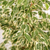 Ficus Benjamina Twilight im Korb, 95cm hoch Bild 3