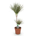 Dracaena Marginata Bicolor - Drachenbaum (90-100cm, Topf 21cm) Bild 2
