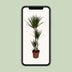 Dracaena Marginata (Dragon Tree) - Ø21cm, ↕120cm Bild 5