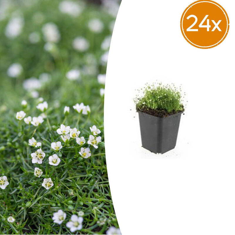 24x Sagina subulata (Irisches Moos) - Bodendecker - 10-25cm