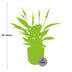 Friedenslilie Spathiphyllum 12cm im ELHO Vibes Fold 14cm Topf Rosa Bild 2