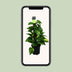 Scindapsus (Epipremnum) - Grünpflanze, Ø15cm, ca. 50cm hoch Bild 5