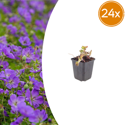 Geranium 'Azure Rush' - 24er Set - 10-25cm Höhe