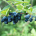 Honigbeere 'Kamchatika' Lonicera caerulea – 2 Pflanzen Bild 6
