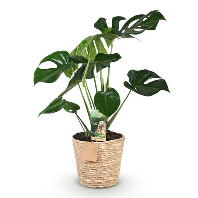 Monstera Deliciosa Fensterblatt mit Korb - Grün, Topf 21cm, 70-80cm