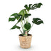Monstera Deliciosa Fensterblatt mit Korb - Grün, Topf 21cm, 70-80cm Bild 2