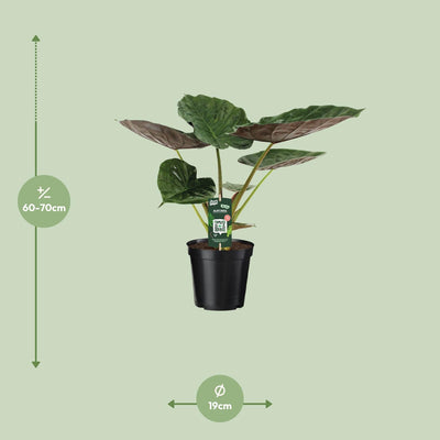 Alocasia Wentii Elefantenohr - Ø19cm - ↕70cm