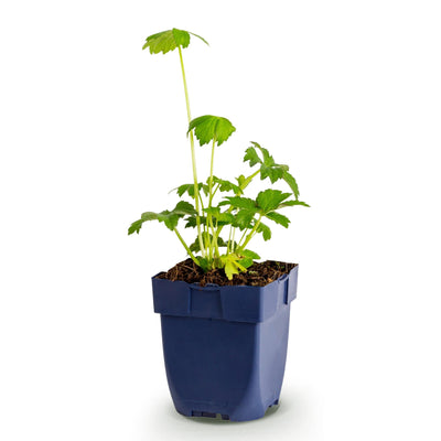 Green boutiQ - Perennial Plant - Astrantia major - Masterwort - Shade - White-Pink - 1 Plant - Pot 11cm - Height 15-25cm