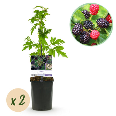 GreenboutiQ - Fruit Plant - Blackberry - Rubus Thornfree Evergreen - Black Blackberry - Thornless - 2 Plants - Pot 11cm Height 40cm