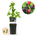 GreenboutiQ - Obstpflanze - Brombeere - Rubus Thornfree Evergreen - Schwarze Brombeere - Dornlos - 2 Pflanzen - Topf 11cm Höhe 40cm Bild 1