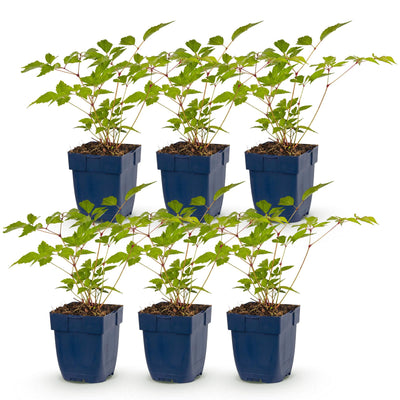 Green boutiQ - Perennial - Astilbe (J) Europa - Plume Spiraea - Shade - Pink - 6 Plants - Pot 11cm - Height 15-25cm