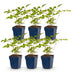 Green boutiQ - Perennial - Astilbe (J) Europa - Plume Spiraea - Shade - Pink - 6 Plants - Pot 11cm - Height 15-25cm Bild 1