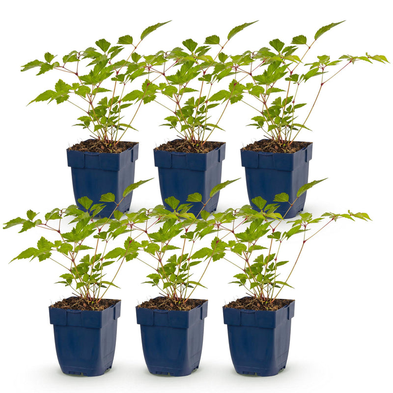 Green boutiQ - Perennial - Astilbe (J) Europa - Plume Spiraea - Shade - Pink - 6 Plants - Pot 11cm - Height 15-25cm