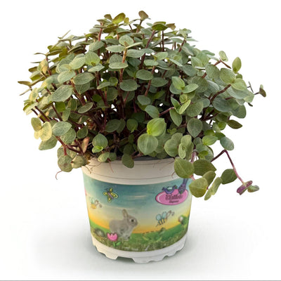 Green boutiQ - Zimmerpflanze - Calissia repens - Schildkrötenpflanze - Haustierfreundliche Pflanze - Grün - 1 Pflanze - Topf 12cm - Höhe 14cm