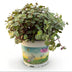 Green boutiQ - Zimmerpflanze - Calissia repens - Schildkrötenpflanze - Haustierfreundliche Pflanze - Grün - 1 Pflanze - Topf 12cm - Höhe 14cm Bild 2