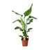 Strelitzia Nicolai 'Paradiesvogelblume' Ø19cm, 90cm hoch Bild 1