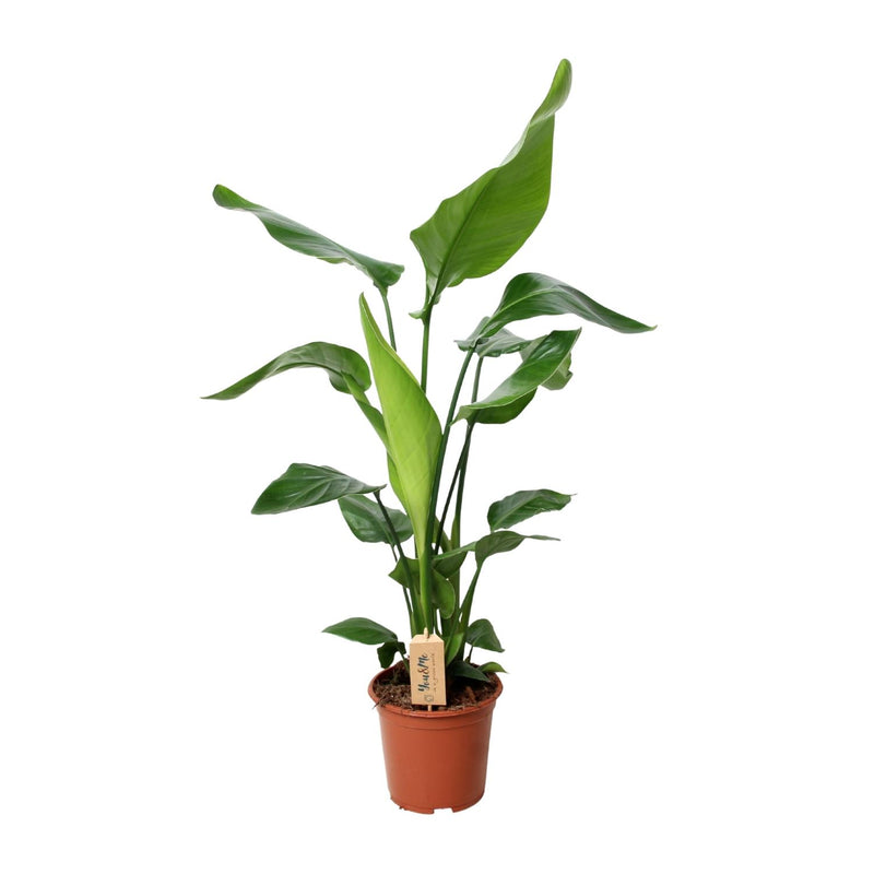 Strelitzia Nicolai 'Paradiesvogelblume' Ø19cm, 90cm hoch