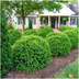 Buxus NewGen Freedom: 6 robuste, winterharte Buchsbäume im Set Bild 7