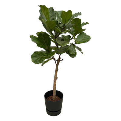 Ficus Lyrata Geigenfeige im Elho Topf, 160 cm, Ø30 cm