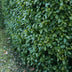 GreenboutiQ Kirschlorbeer Etna Heckenpflanzen - 6 Stück, 1m Bild 7