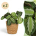 Green boutiQ Maranta Fascinator Silverband, Prayer Plant, 2 Plants with Basket Bild 1