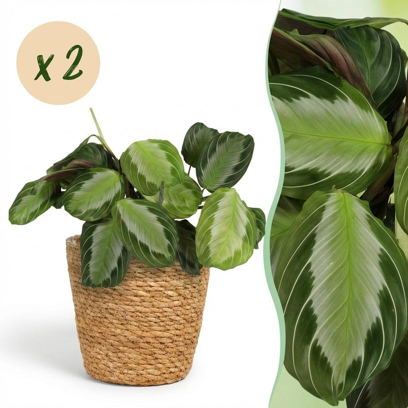Green boutiQ Maranta Fascinator Silverband, Prayer Plant, 2 Plants with Basket