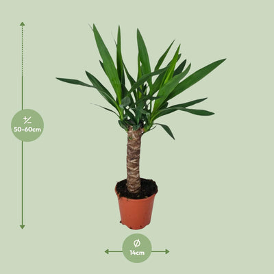Yucca Pflanze - Ø14cm Topf - ca. 60cm Höhe