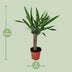 Yucca Pflanze - Ø14cm Topf - ca. 60cm Höhe Bild 2