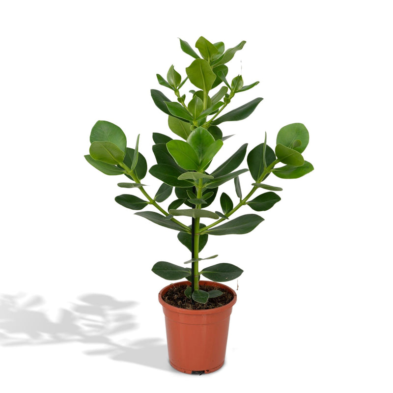 Clusia Rosea Princess Pflanze - Ø17cm Topf - ↕60cm Höhe