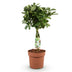 Green boutiQ - Zimmerpflanzen - Schefflera Nora - Fingerbaum - Wenig Pflege - Grün - 1 Pflanze - Topf 21cm - Höhe 70-82cm Bild 2